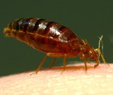 A bed bug used in the experiment. Picture by Richard Naylor.