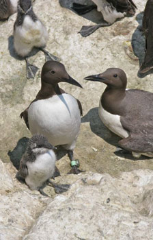 Guillemots on the island