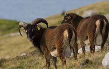 Alpha males don't have all the advantages, animal study shows - Archive - News archive - The University of Sheffield Alpha males don't have all the advantages, animal study shows - Archive - News archive - The University of Sheffield