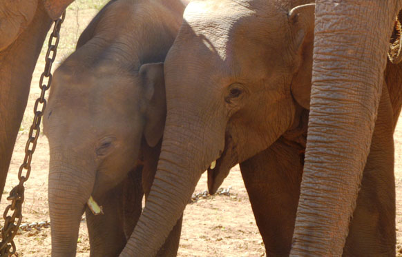 Elephant calves