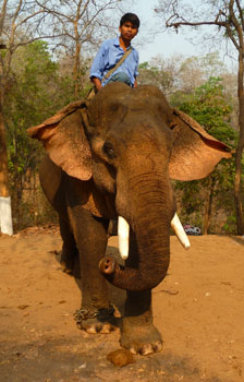 Working elephant