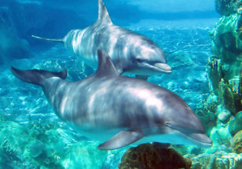 Dolphins in the oceanD