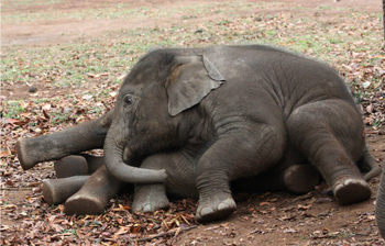 Baby elephants playing
