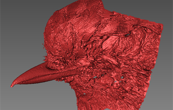 3D scan of a robin bill