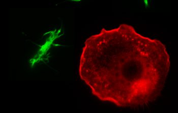 Fluorescently labelled bird neutrophils (green) and macrophages (red)