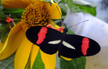 A brightly coloured species of butterfly