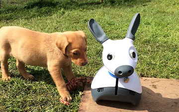 pet care robot