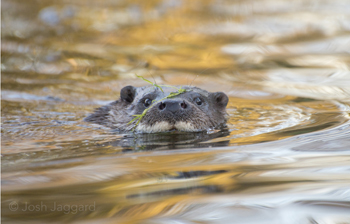 An otter peeping out of the water