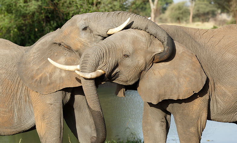 You talking to me? Scientists try to unravel the mystery of animal conversations - Archive - News archive - The University of Sheffield You talking to me? Scientists try to unravel the mystery of animal conversations - Archive - News archive - The University of Sheffield