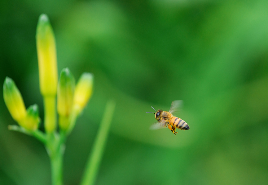 A honeybee flying near a plant