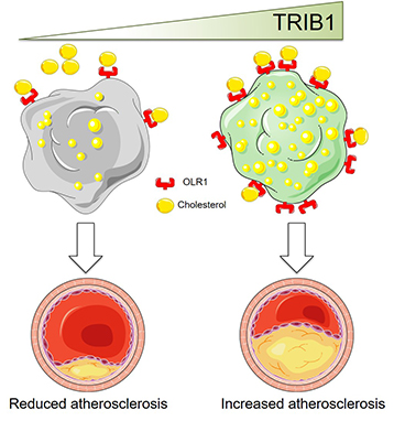 Image demonstrating the function of TRIB1