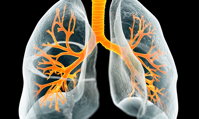 Image of lung structure