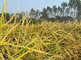 The rice paddy at Rampur.