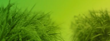 Crops