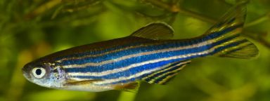 Zebrafish