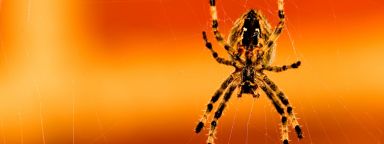 A spider on a web in front of an orange background