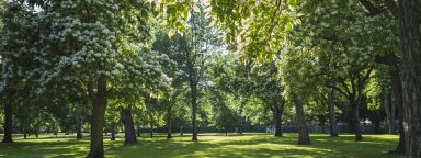 A picture of trees in a park