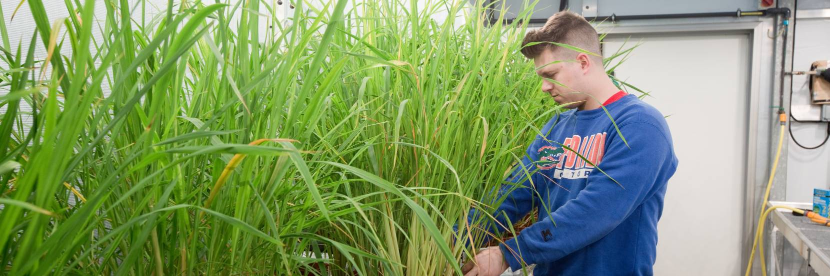 BSc Plant Sciences with Placement Year