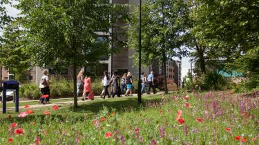 Flowers growing near University accommodation