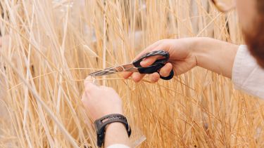 Person cutting wheat with pair of scissors P3
