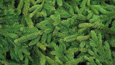 Pine needles 