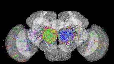 From the fruit fly brain observatory