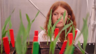 Inspecting the plants.