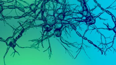 Nerve cells