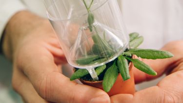 Hands holding a plant in a bottle.