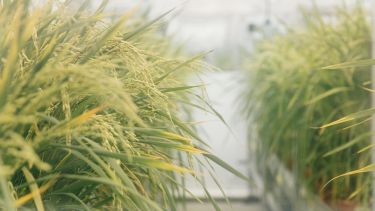 Greenery in a greenhouse. 