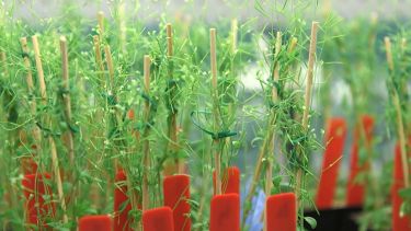 Plant production in a green house.
