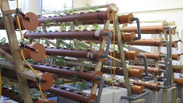 Hydroponics.