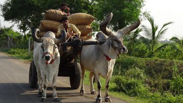 Cow and cart