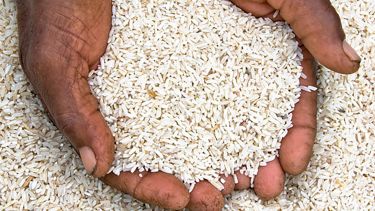 Two hands holding rice.