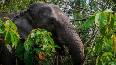 Elephant in bush