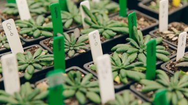 Plant production