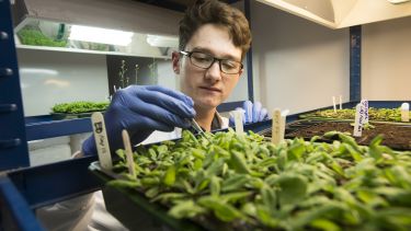 Plant Sciences student