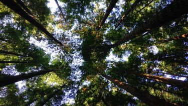 Image of trees from below
