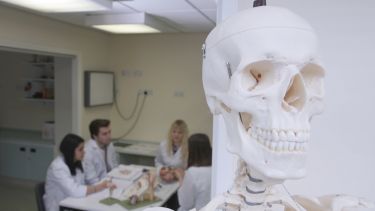 Skeleton