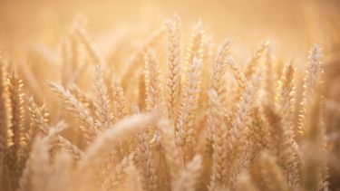 Field of wheat