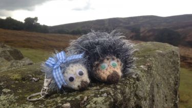 Knitted hedgehogs raising funds for the Sheffield Scanner