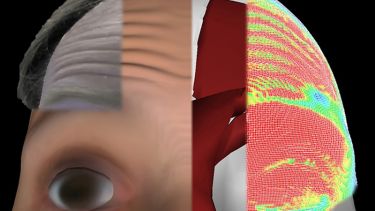 Physically-based simulation of forehead wrinkels