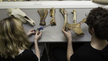 Two archaeology undergraduate students examining animal bones in a lab.