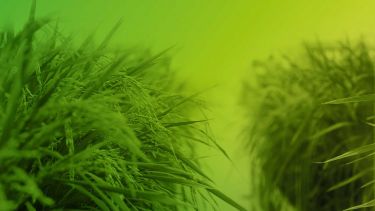 grass