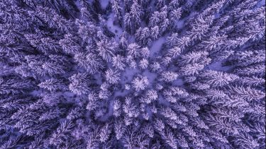 Aerial view of trees covered in snow