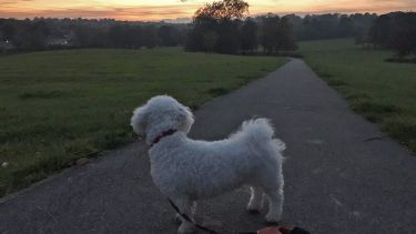 Postgraduate student Julia Dima's dog