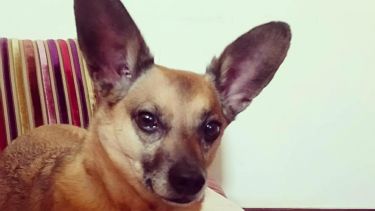a cute little dog with very big ears
