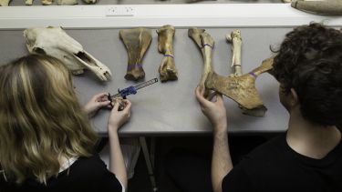 Osteoarchaeology