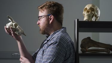 PG student in lab holding a sheep skull and examining it closely