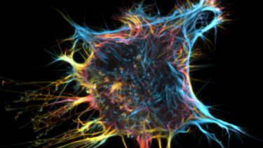 Prize for graduate's stunning cytoskeleton image | Chemistry | The